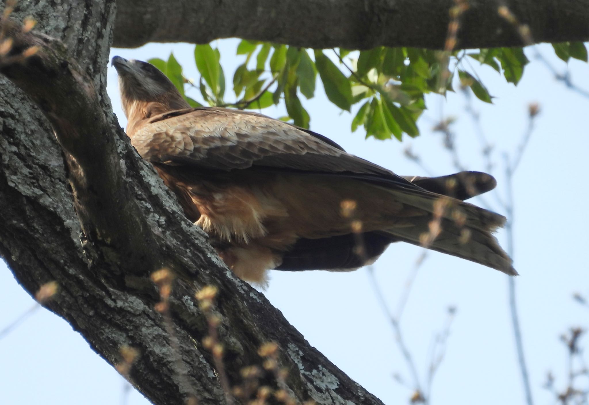 Photo of Black Kite at 佐鳴湖 by Haruki🦜の👨