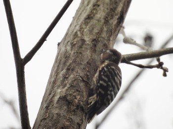 Japanese Pygmy Woodpecker 佐鳴湖 Sun, 3/31/2024