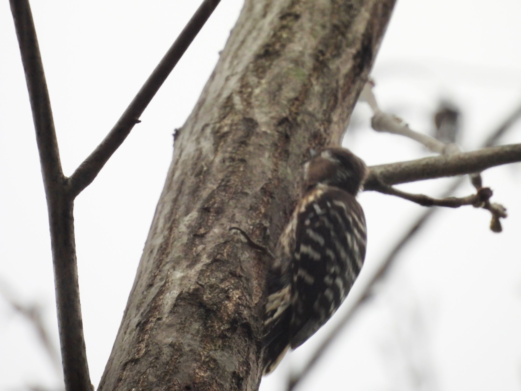 Photo of Japanese Pygmy Woodpecker at 佐鳴湖 by Haruki🦜の👨