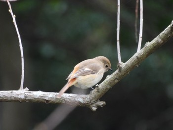 Daurian Redstart 佐鳴湖 Sun, 3/31/2024