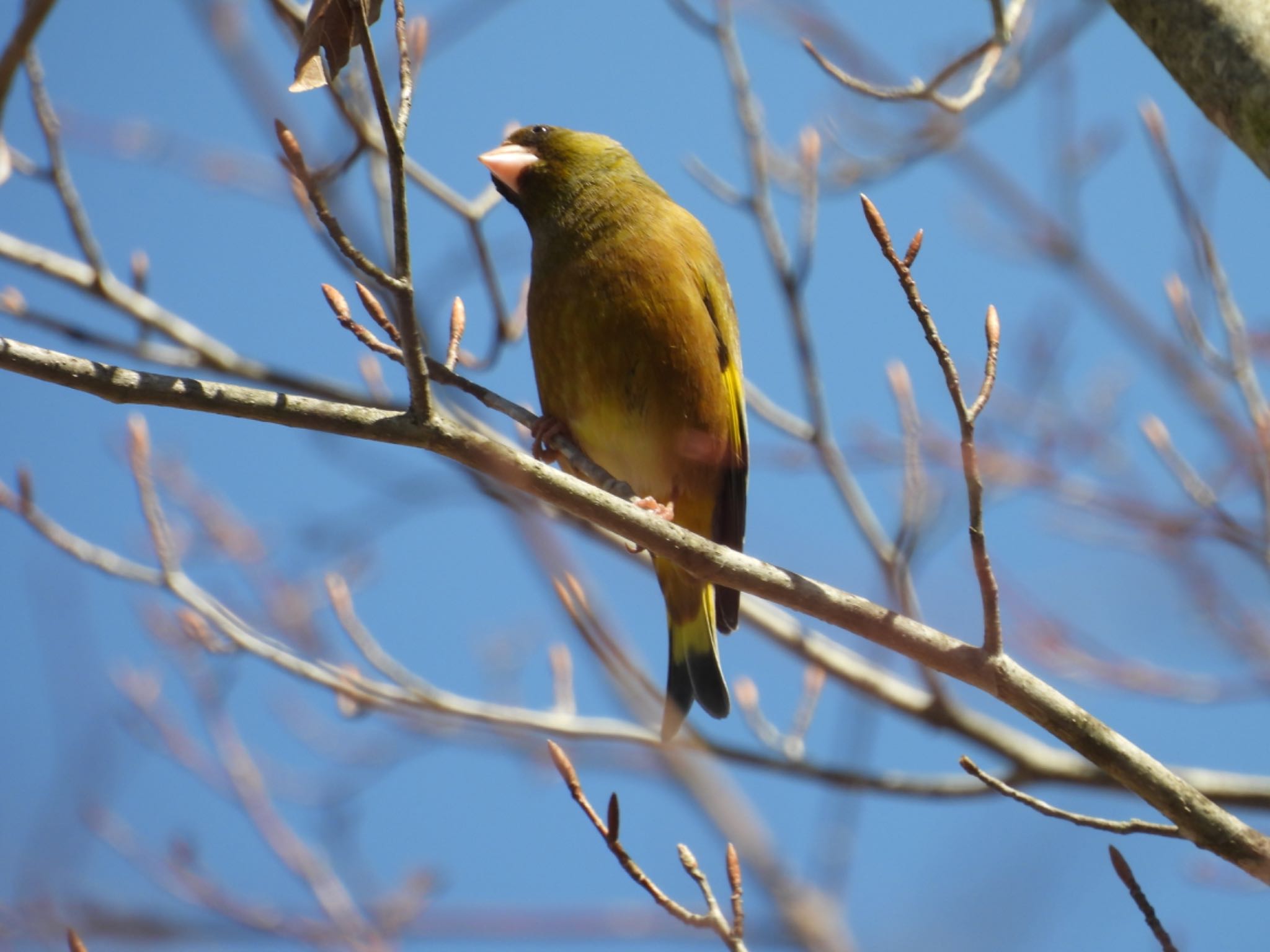 山中湖 カワラヒワの写真 by Haruki🦜の👨