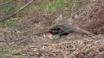 Green Pheasant 宮田用水(蘇南公園前・江南市) Thu, 4/4/2024