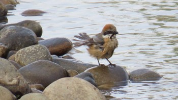 Bull-headed Shrike 宮田用水(蘇南公園前・江南市) Thu, 4/4/2024