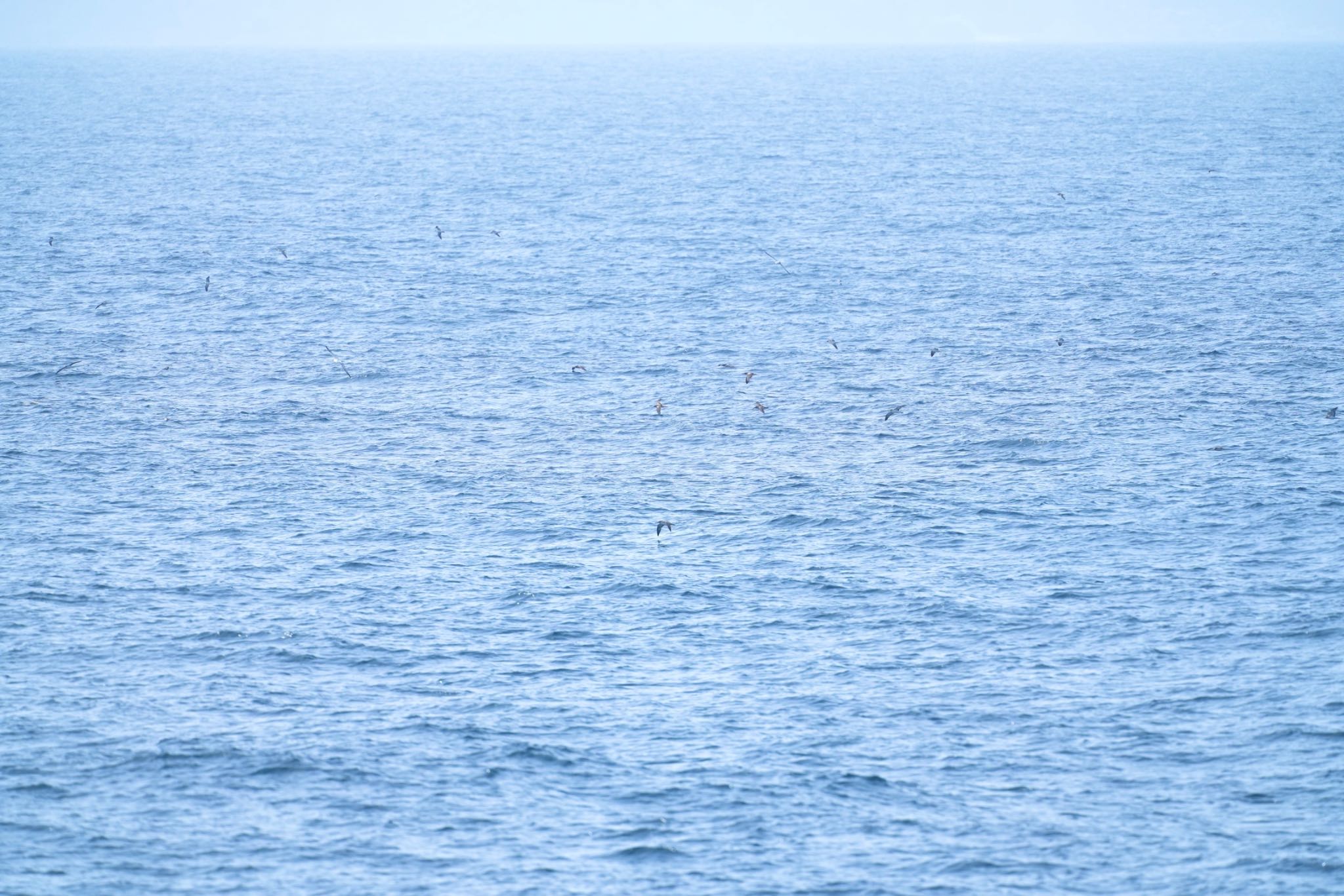 Streaked Shearwater