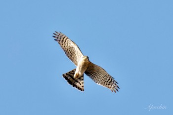 Eurasian Sparrowhawk 日野市 Sat, 3/30/2024