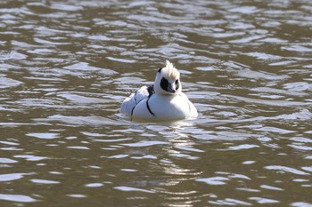 Smew Akashi Park Sun, 3/3/2024