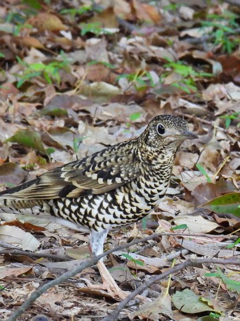 White's Thrush 岐阜梅林公園 Thu, 4/4/2024