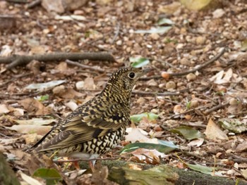 White's Thrush 岐阜梅林公園 Thu, 4/4/2024