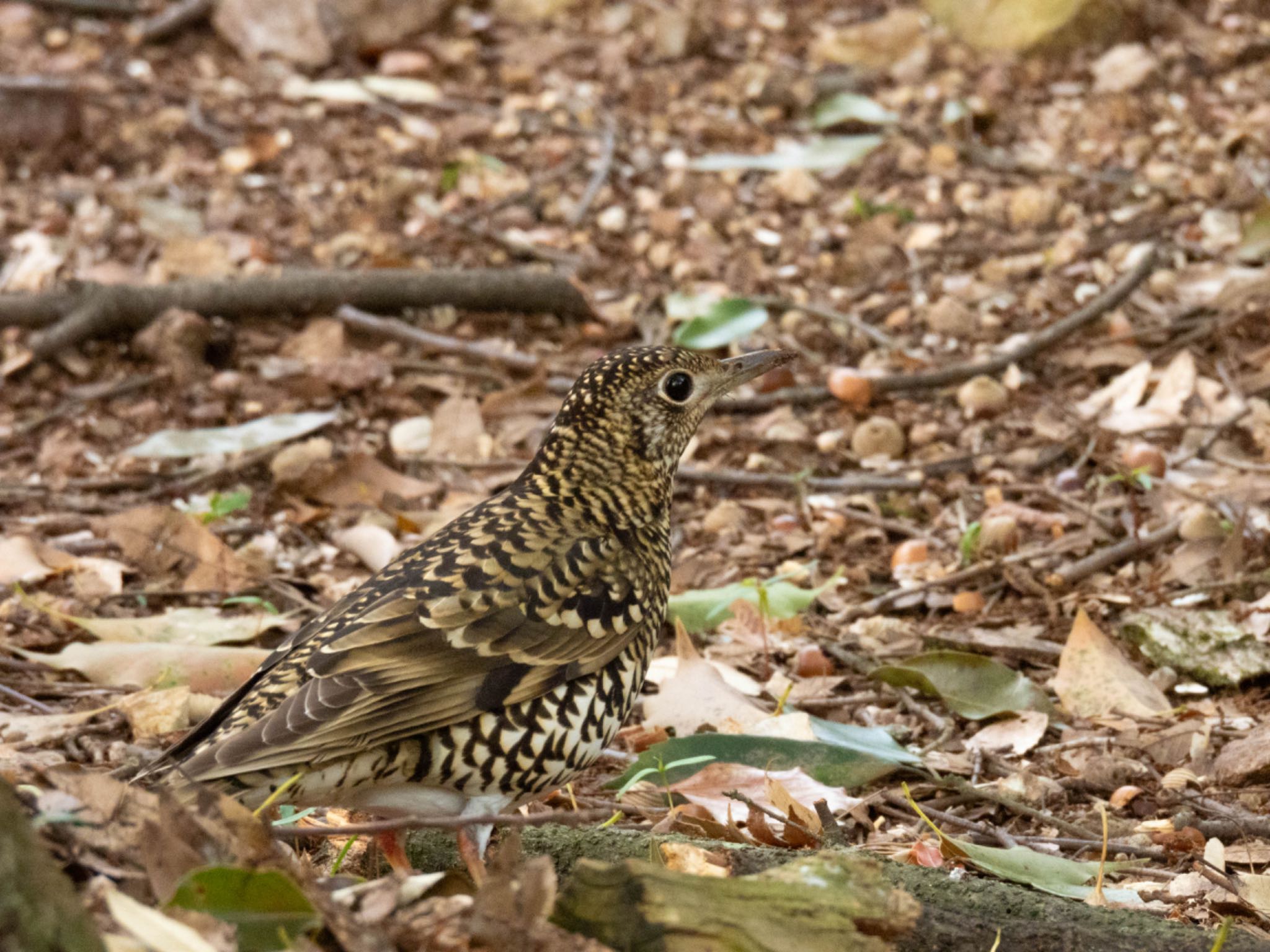 Photo of White's Thrush at 岐阜梅林公園 by じゃすみん 岐阜ラブ❤︎