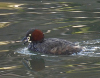 Fri, 3/29/2024 Birding report at 荒子川公園