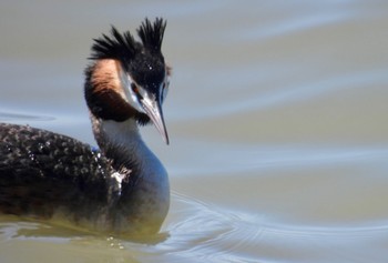 Great Crested Grebe Fujimae Tidal Flat Fri, 3/29/2024