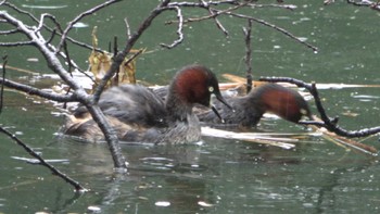 Little Grebe Inokashira Park Wed, 4/3/2024