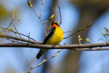 Narcissus Flycatcher 大阪市内 Thu, 4/4/2024