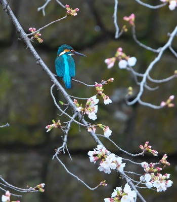 Common Kingfisher 東京都町田市 Thu, 4/4/2024