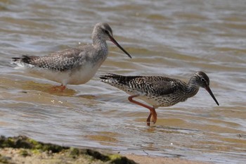 Common Redshank 大瀬海岸(奄美大島) Sat, 3/23/2024