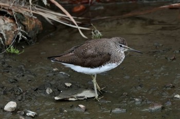 Green Sandpiper 用水路 Thu, 4/4/2024