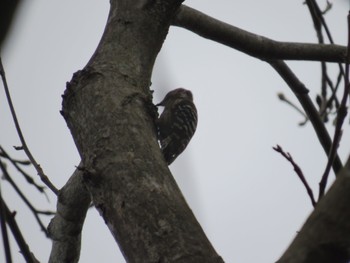 Japanese Pygmy Woodpecker 佐鳴湖 Sun, 3/31/2024