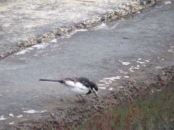 White Wagtail 浜名湖 Tue, 4/2/2024