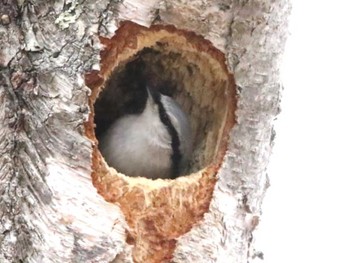 Eurasian Nuthatch 林東公園(千歳市) Thu, 4/4/2024