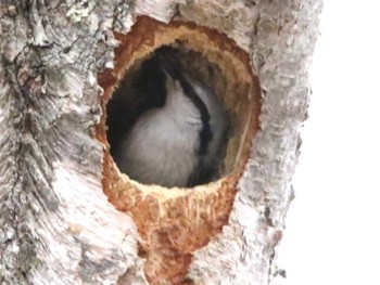 Eurasian Nuthatch 林東公園(千歳市) Thu, 4/4/2024