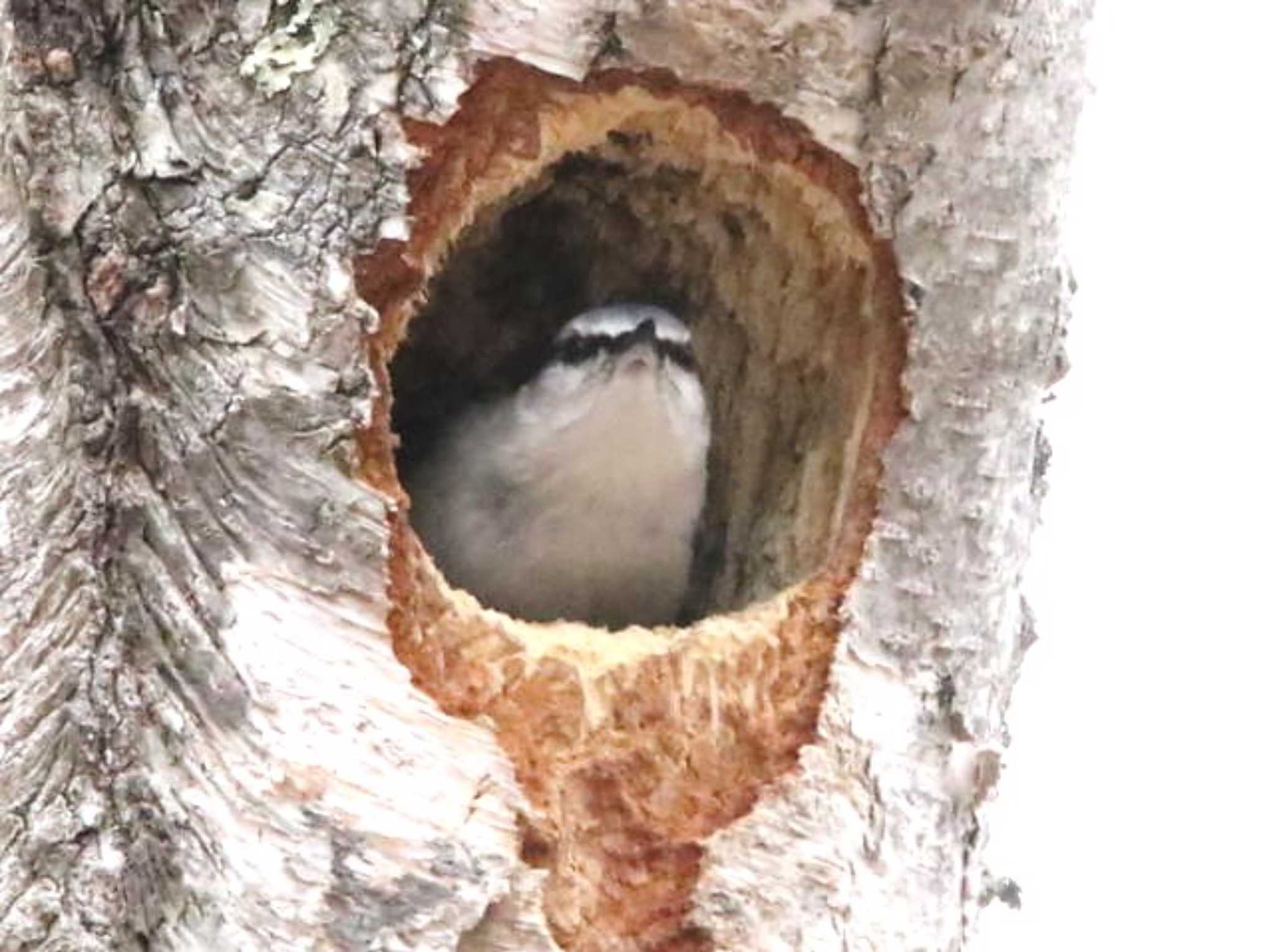 Photo of Eurasian Nuthatch at 林東公園(千歳市) by キムドン