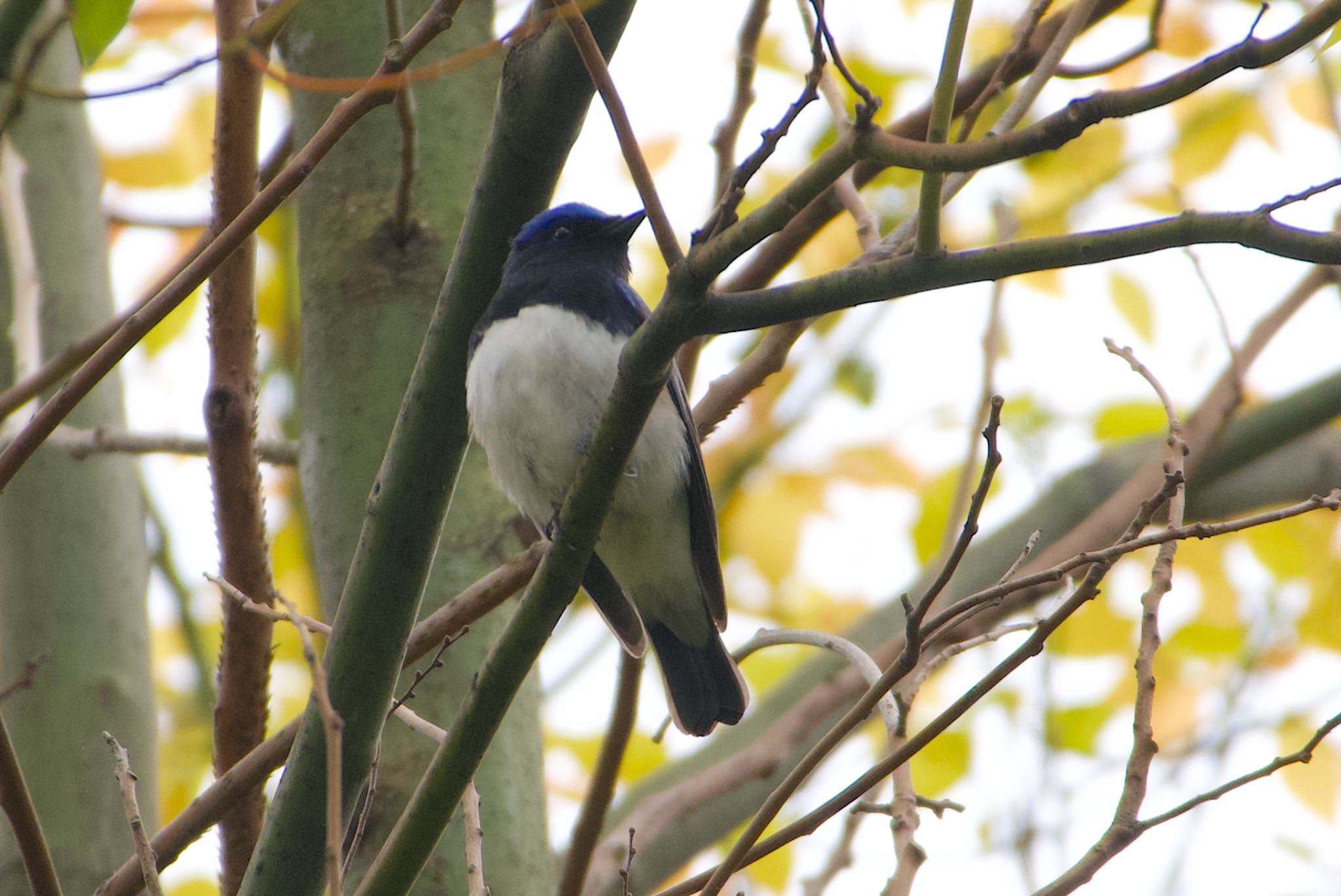 Photo of Blue-and-white Flycatcher at Osaka castle park by アルキュオン