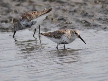 Dunlin Sambanze Tideland Tue, 4/2/2024