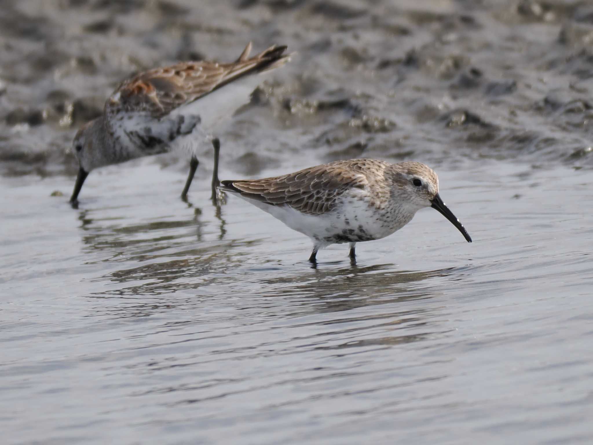 Dunlin