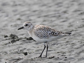 Grey Plover Sambanze Tideland Tue, 4/2/2024