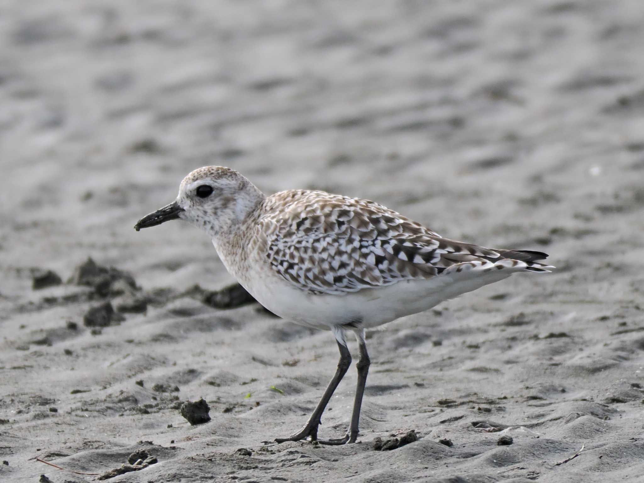 Grey Plover