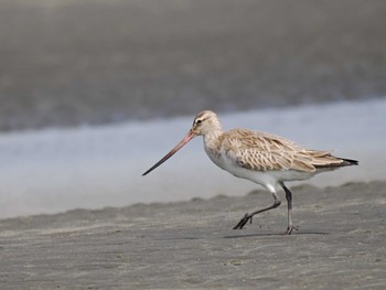 Bar-tailed Godwit Sambanze Tideland Tue, 4/2/2024