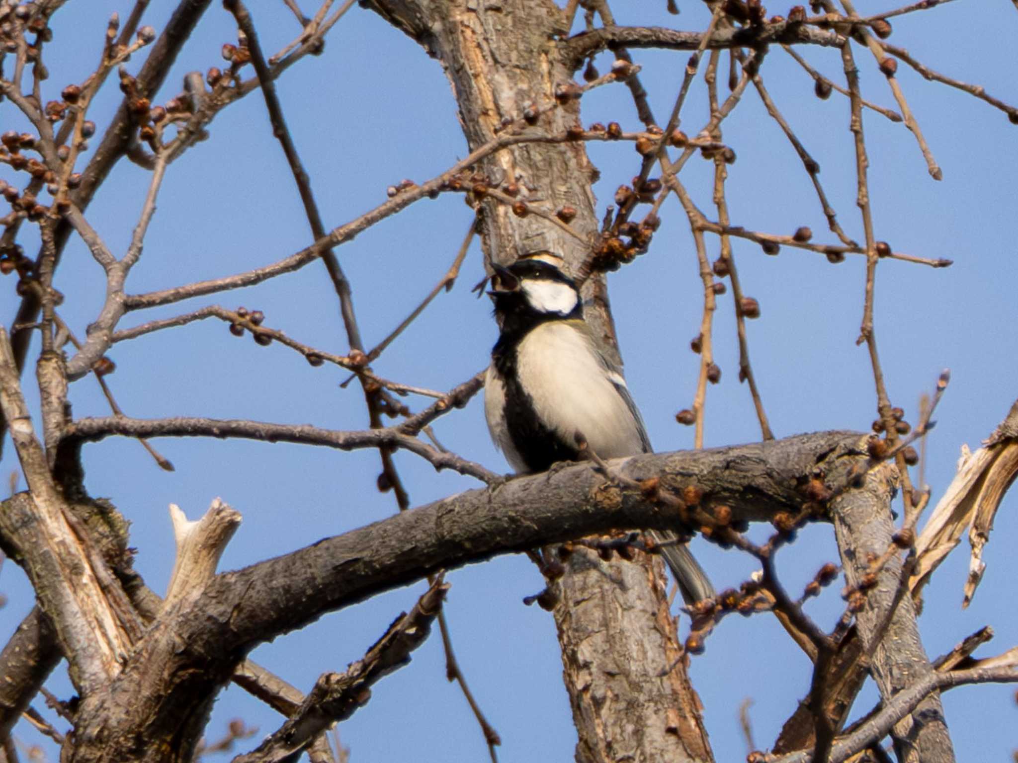 Photo of Japanese Tit at 北海道大学 by くまおコーヒー