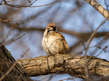 Eurasian Tree Sparrow 北海道大学 Thu, 4/4/2024