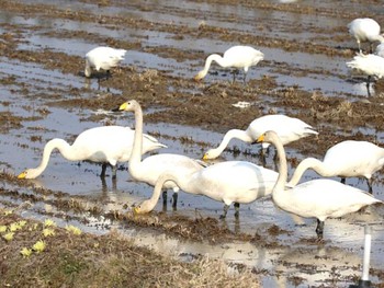 Whooper Swan 長都 Thu, 4/4/2024