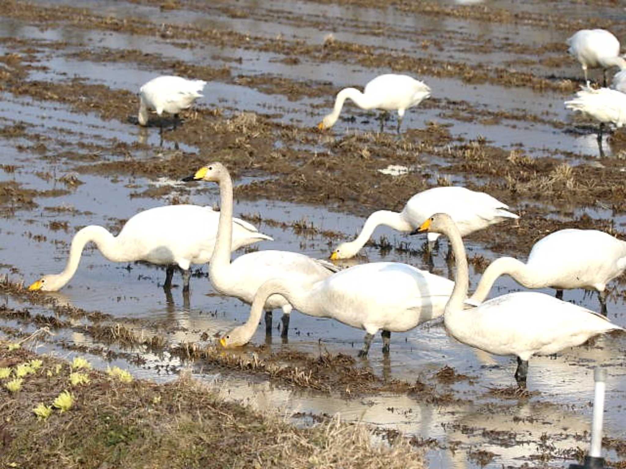 Photo of Whooper Swan at 長都 by キムドン