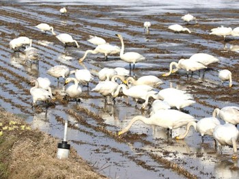 Whooper Swan 長都 Thu, 4/4/2024