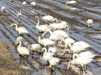 Whooper Swan 長都 Thu, 4/4/2024