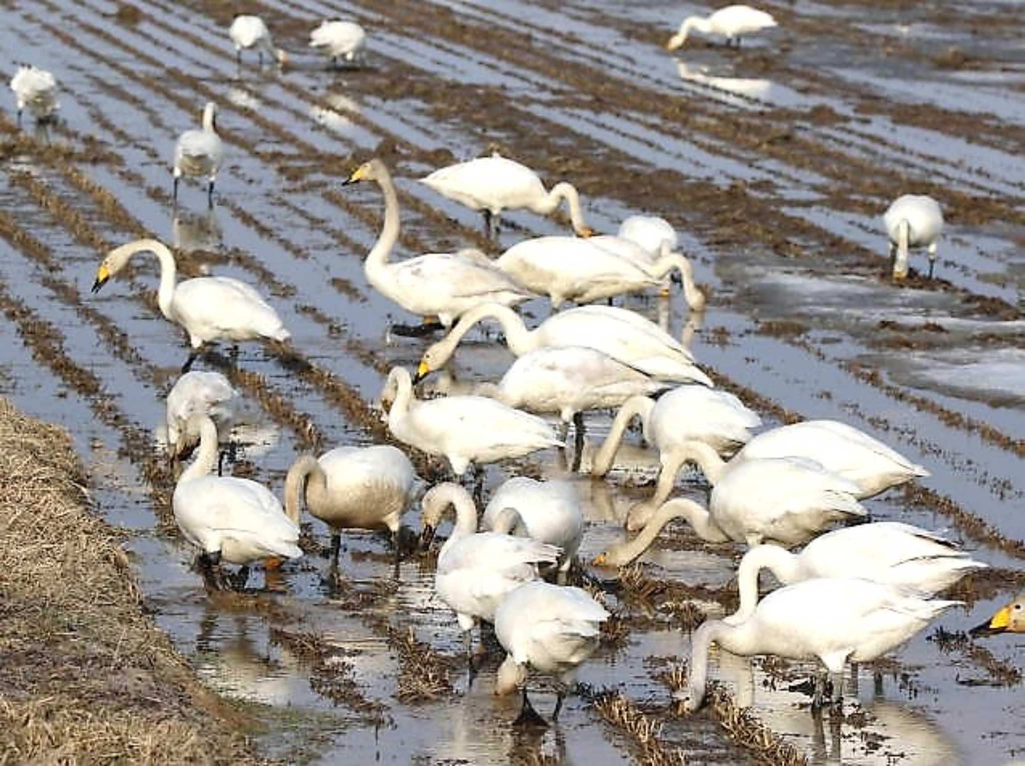 Photo of Whooper Swan at 長都 by キムドン