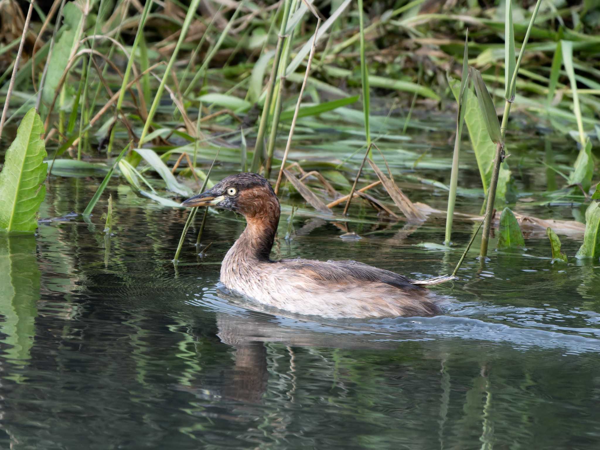 Photo of Little Grebe at 長崎県 by ここは長崎