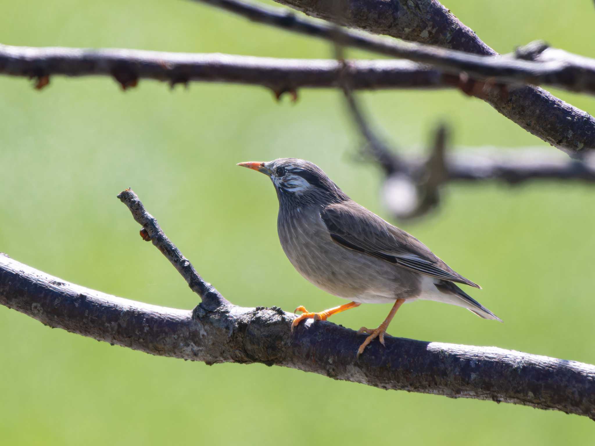 Photo of White-cheeked Starling at 長崎県 by ここは長崎