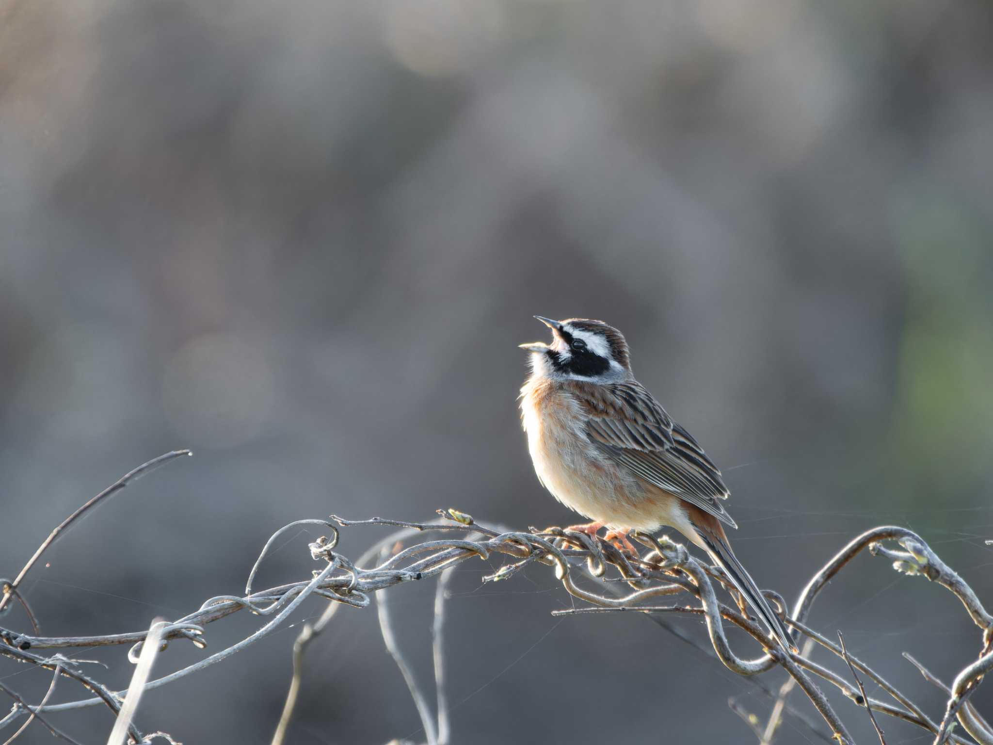 Meadow Bunting