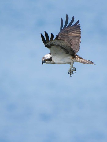 2024年3月19日(火) 長崎県の野鳥観察記録