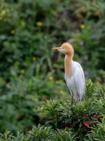 Eastern Cattle Egret 長崎県 Thu, 4/4/2024