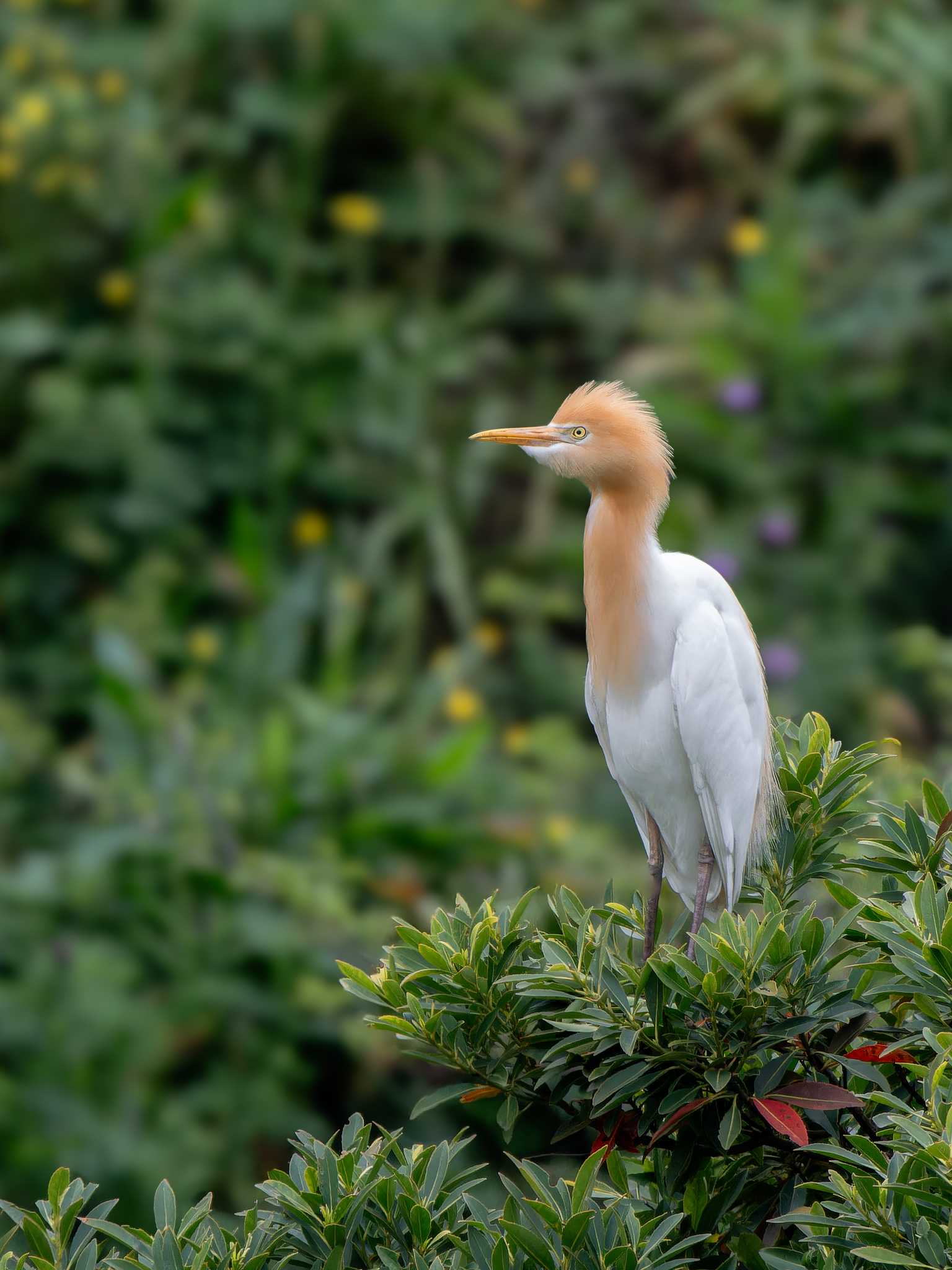 Photo of Eastern Cattle Egret at 長崎県 by ここは長崎