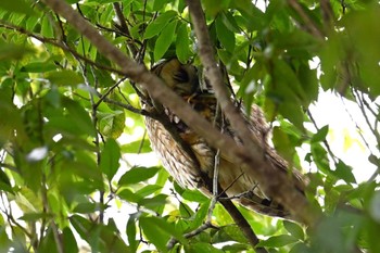 Long-eared Owl Watarase Yusuichi (Wetland) Mon, 4/1/2024