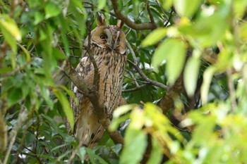 Long-eared Owl Watarase Yusuichi (Wetland) Mon, 4/1/2024