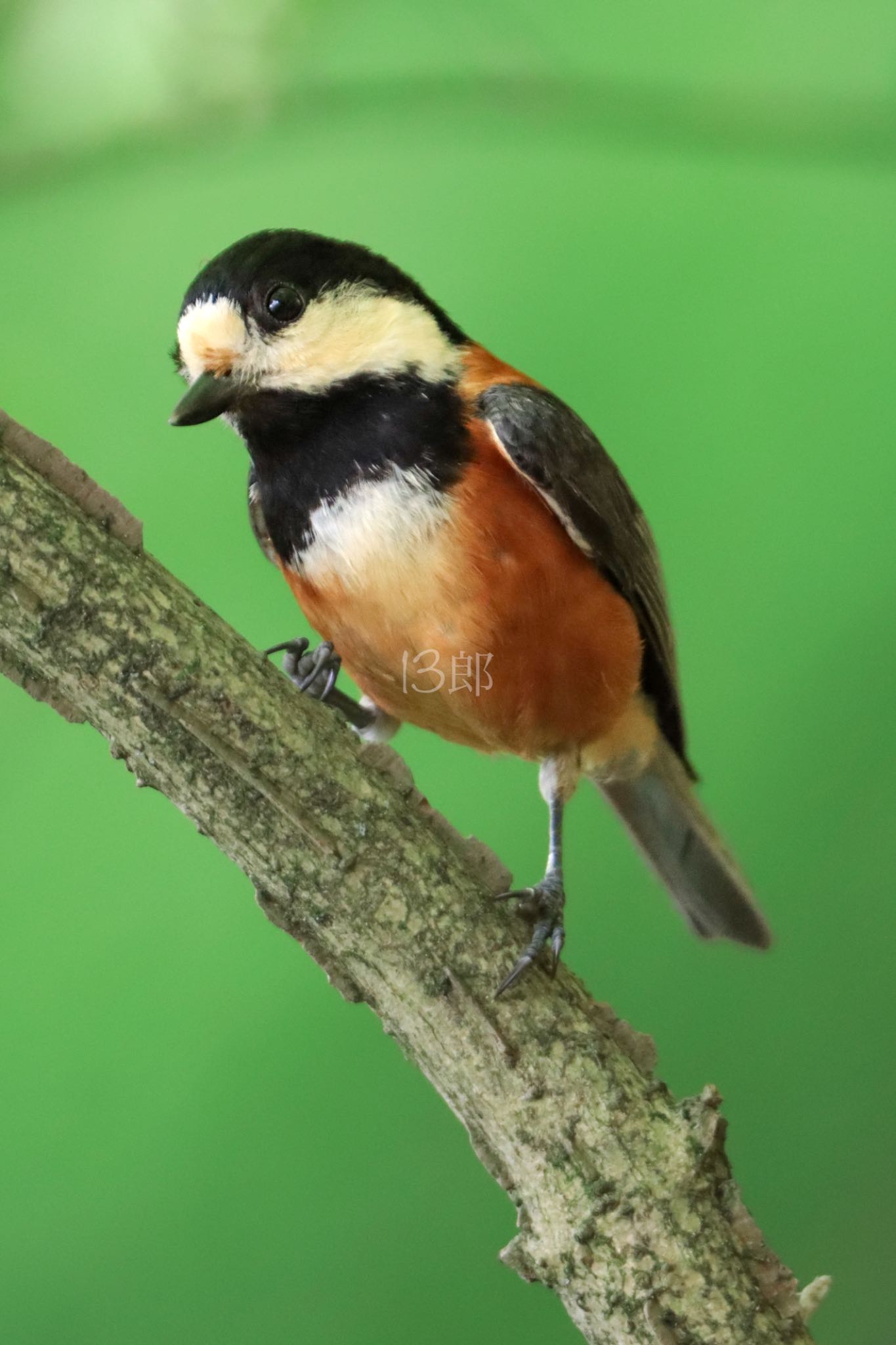 Photo of Varied Tit at Kyoto Gyoen by 十三郎