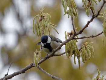 Japanese Tit 横浜市立金沢自然公園 Thu, 4/4/2024