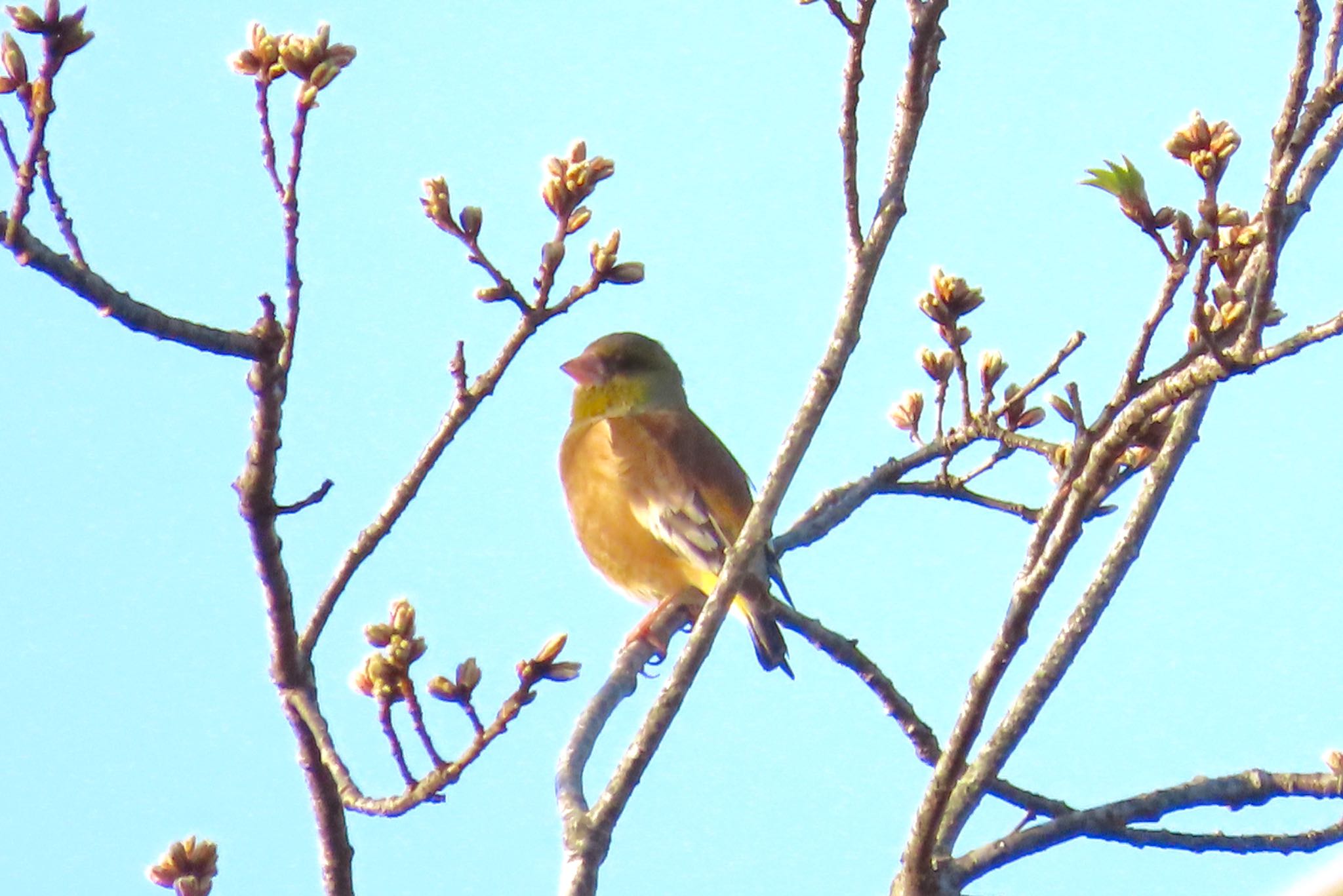 Grey-capped Greenfinch