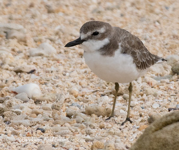 Greater Sand Plover Ishigaki Island Unknown Date